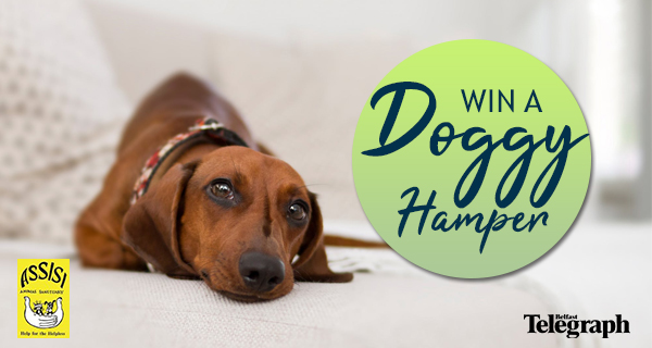 Win a Doggy Hamper with Assisi Animal Sanctuary and Belfast Telegraph Pet Expo!